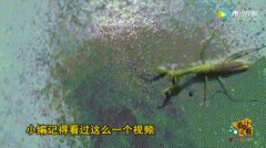 水龙头流出数米长活蹦乱跳的活虫！！！吓得我赶紧安装了台净水器